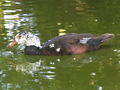 White-winged Duck